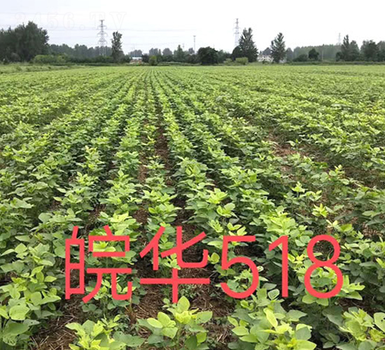 �518-������-����