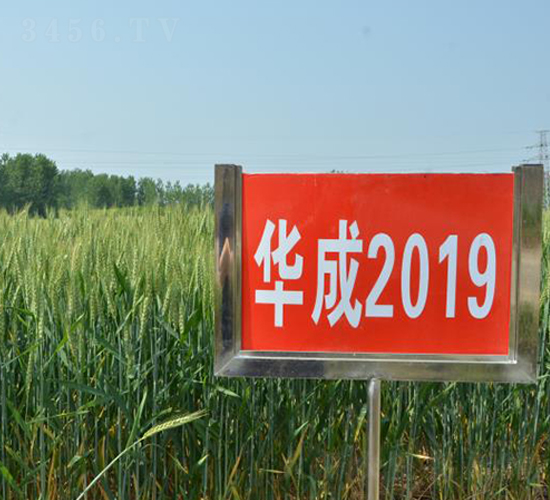 ����2019-С������-����