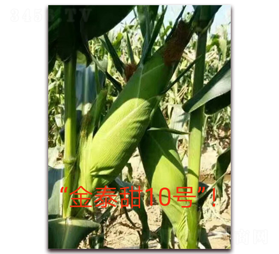 ��̩��10��-ˮ����������-ӳɽ��