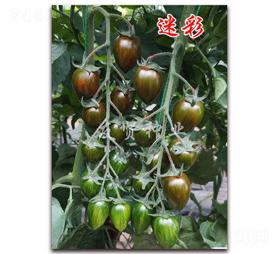 �Բ�-��ɫ��������-������ҵ