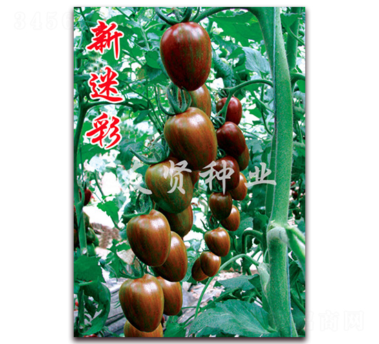 ���Բ�-��ɫ��������-������ҵ
