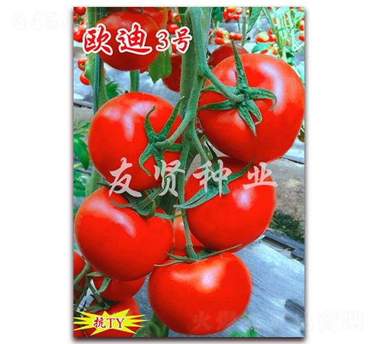 ŷ��3��-��ɫ��������-������ҵ