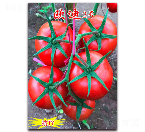 ŷ��2��-��ɫ��������-������ҵ