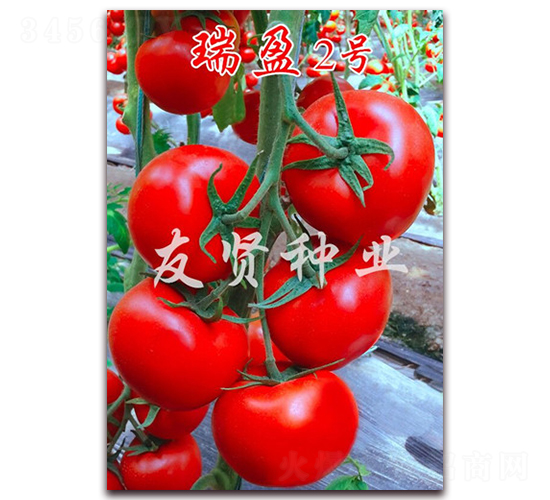 ��ӯ2��-��ɫ��������-������ҵ