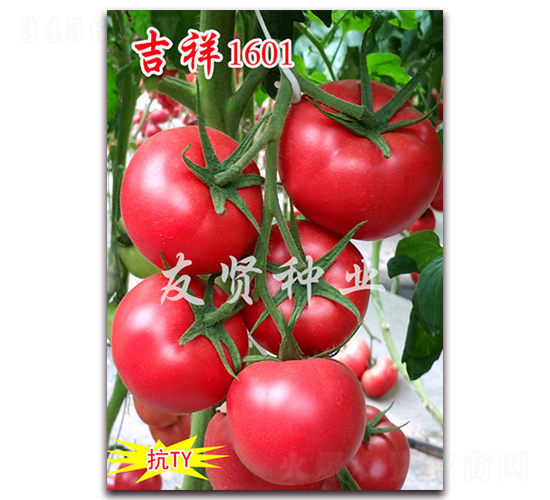 ����1601-��ɫ��������-������ҵ