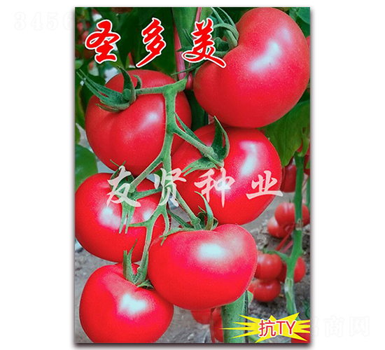 ʥ����-��ɫ��������-������ҵ