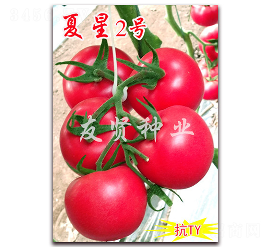 ����2��-��ɫ��������-������ҵ