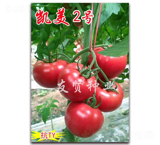 ����2��-��ɫ��������-������ҵ