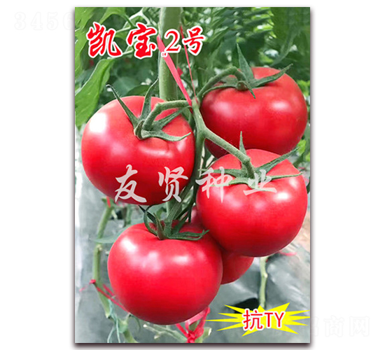 ����2��-��ɫ��������-������ҵ