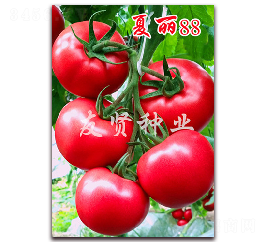 ����88-��ɫ��������-������ҵ