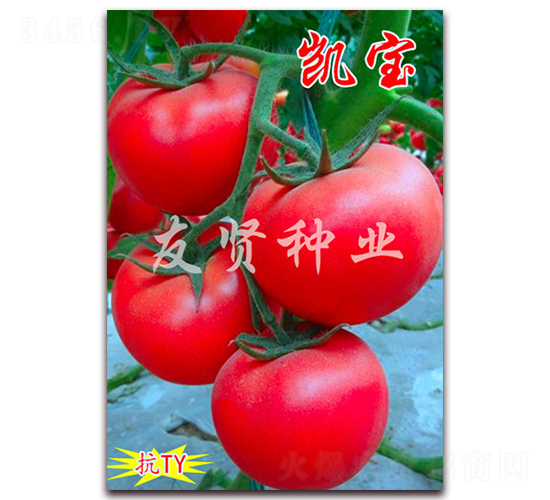 ����-��ɫ��������-������ҵ