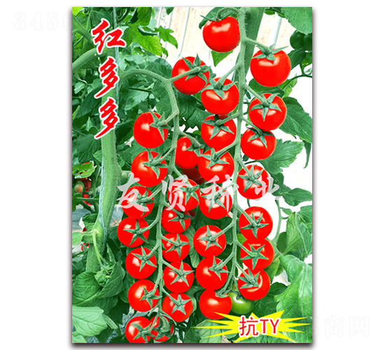 ����-��ɫӣ��С��������-������ҵ