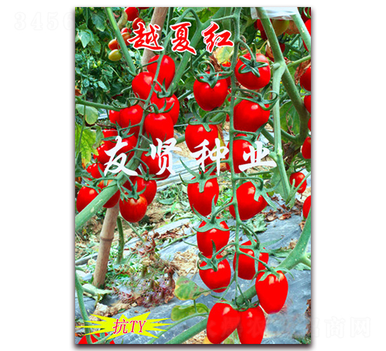 Խ�ĺ�-��ɫӣ��С��������-������ҵ