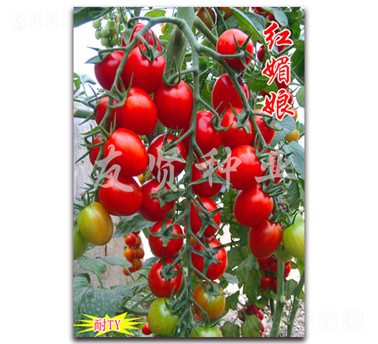 ������-��ɫӣ��С��������-������ҵ