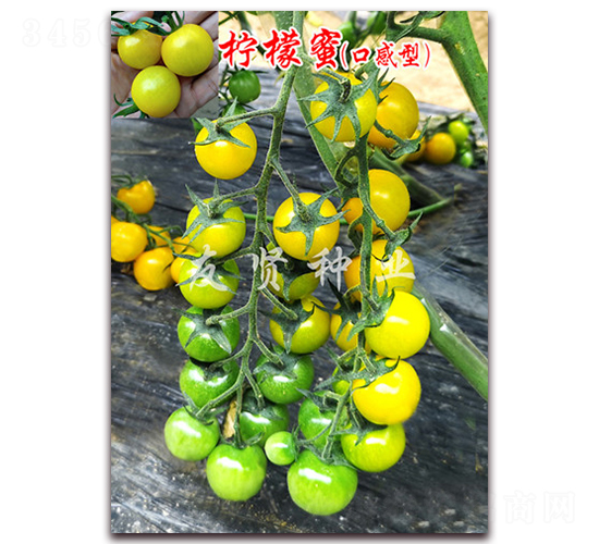 ������-��ɫӣ��С��������-������ҵ