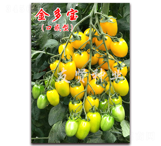��౦-��ɫӣ��С��������-������ҵ