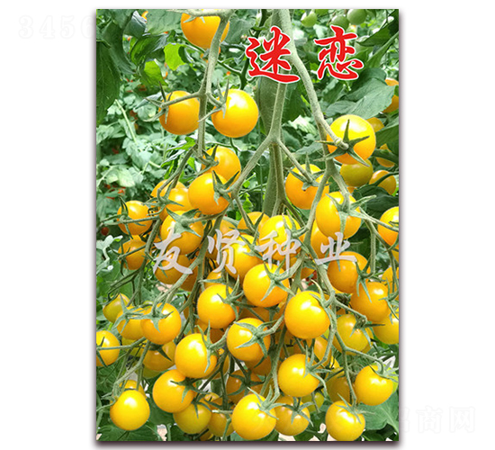 ����-��ɫӣ��С��������-������ҵ