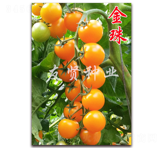 ����-��ɫӣ��С��������-������ҵ