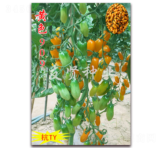 ��ɫ909-��TY����ӣ��С��������-������ҵ