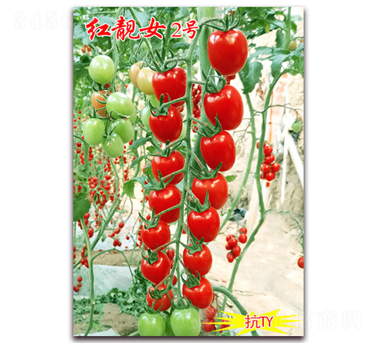 ����Ů2��-��TY����ӣ��С��������-������ҵ