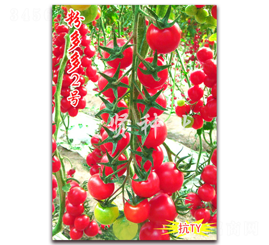 �۶��2��-��TY����ӣ��С��������-������ҵ