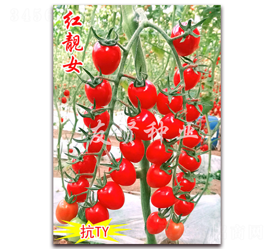 ����Ů-��TY����ӣ��С��������-������ҵ