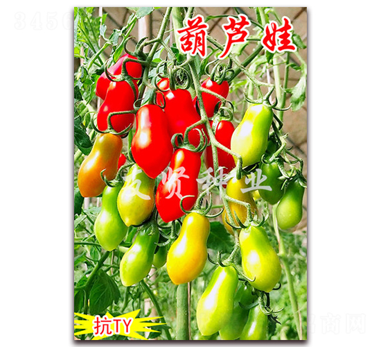 ��«��-��TY����ӣ��С��������-������ҵ