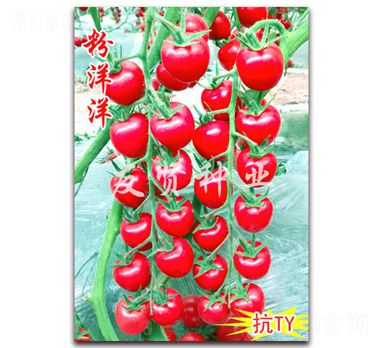 ������-��TY����ӣ��С��������-������ҵ