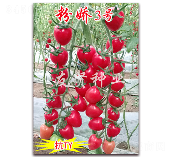 �۽�3��-��TY����ӣ��С��������-������ҵ