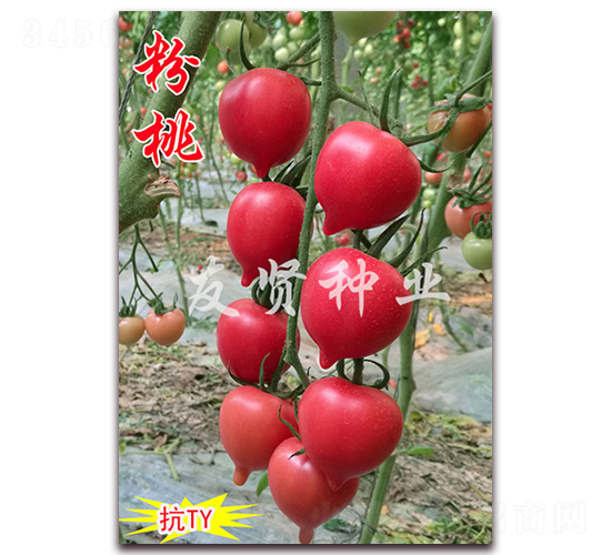 ����-��TY����ӣ��С��������-������ҵ