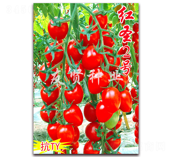 ��ʥ2��-��TY����ӣ��С��������-������ҵ