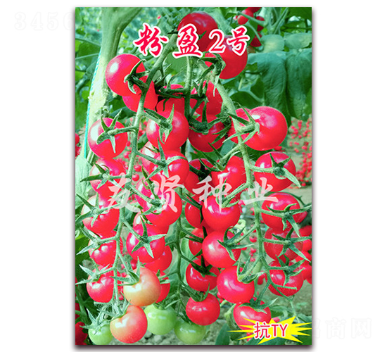 ��ӯ2��-��TY����ӣ��С��������-������ҵ