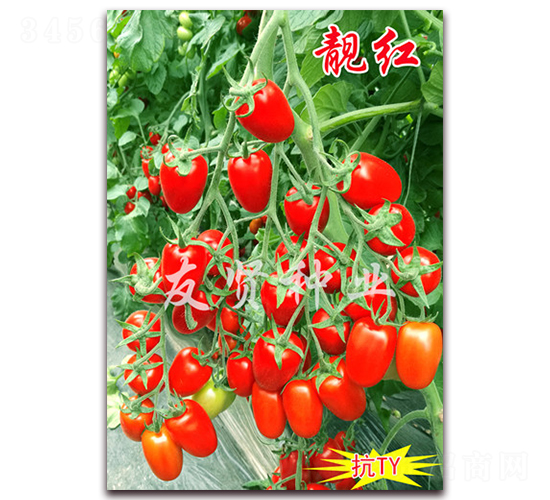����-��TY����ӣ��С��������-������ҵ