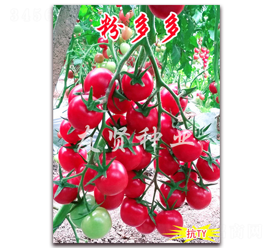 �۶��-��TY����ӣ��С��������-������ҵ