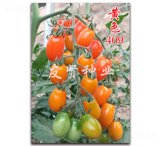 ��ɫ409-��TY����ӣ��С��������-������ҵ
