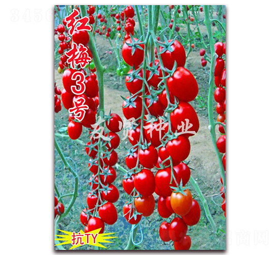 ��÷3��-��TY����ӣ��С��������-������ҵ