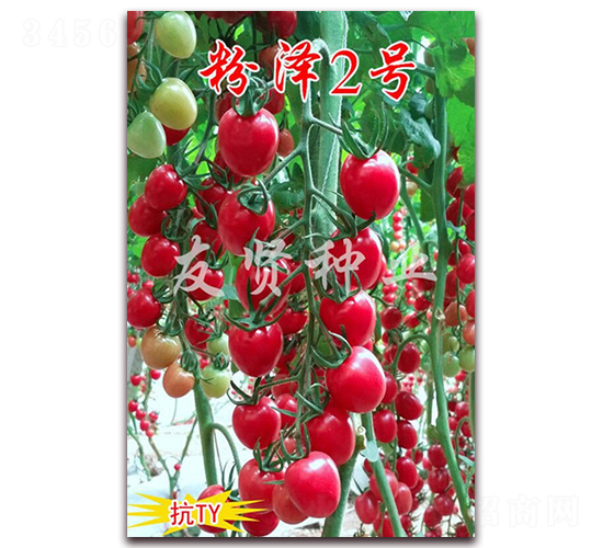 ����2��-��TY����ӣ��С��������-������ҵ