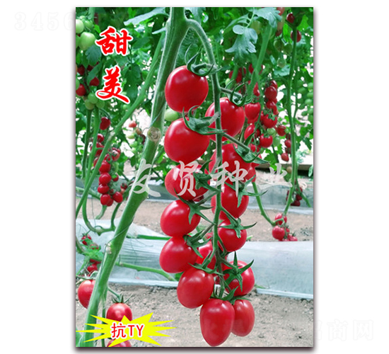 ����-��TY����ӣ��С��������-������ҵ