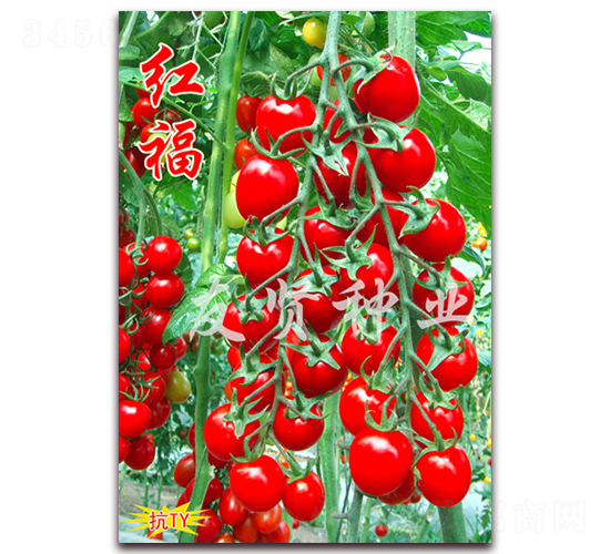 �츣-��TY����ӣ��С��������-������ҵ