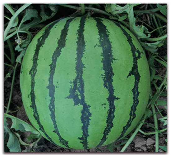 ��ѡ��ѣ�84-24��-��������-�Ƶ���