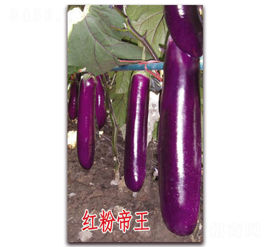 ��۵���-��������-�ѹ���ҵ