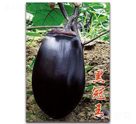 �ڹ���-��������-�ѹ���ҵ