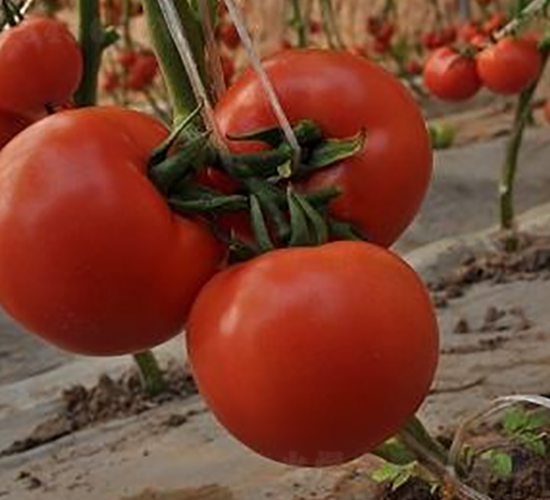ɣũP33-��TY��������-ɣũ��ҵ