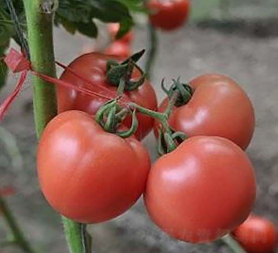 ɣũP71-��TY��������-ɣũ��ҵ
