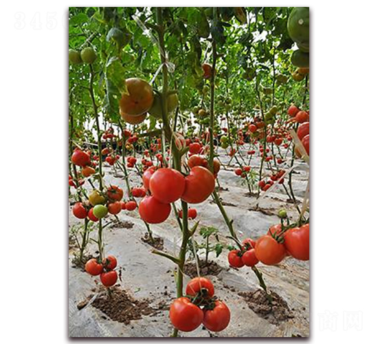 ɣũP377-��TY��������-ɣũ��ҵ