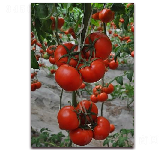 ɣũR116-��TY��������-ɣũ��ҵ