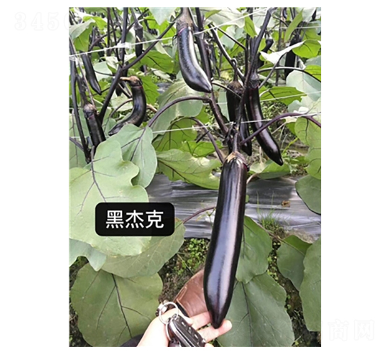 �ڽܿ�-��������-�߿���ҵ