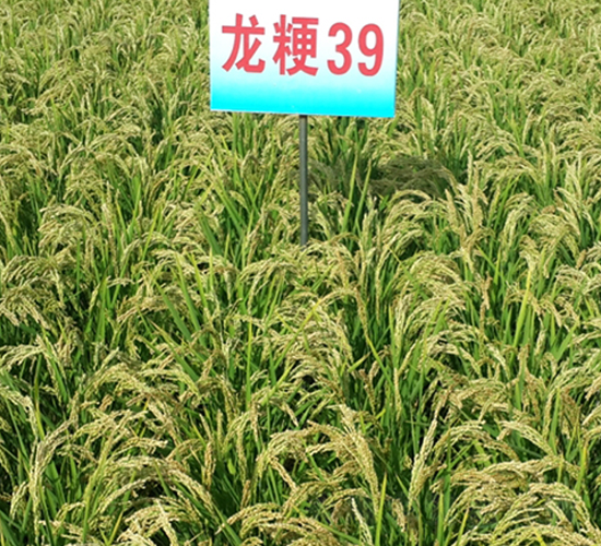 ����39-ˮ������-����ũҵ