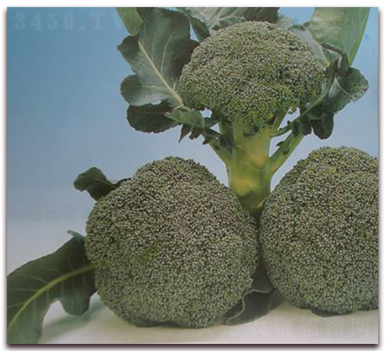 �̻�c-2-����������-�̳�����