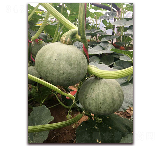 �ұ�-�Ϲ�����-�̳�����